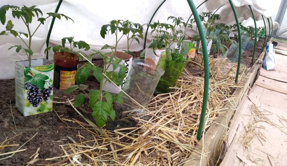 ��� ������������� � ����������� ������: ������ � ������������