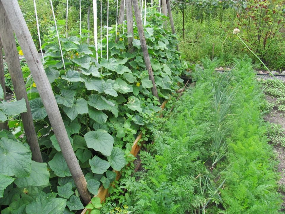 ������ ��� �������: ����� �������� ����� ����� �������� ��� ���������� �������