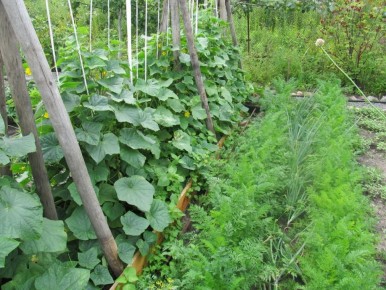 ������ ��� �������: ����� �������� ����� ����� �������� ��� ���������� �������