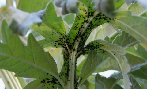 ��� ���������� �������� ���: ��� �������� ������� �� ������� ���������