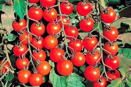 ������ ����� �������: ������� �������� ������