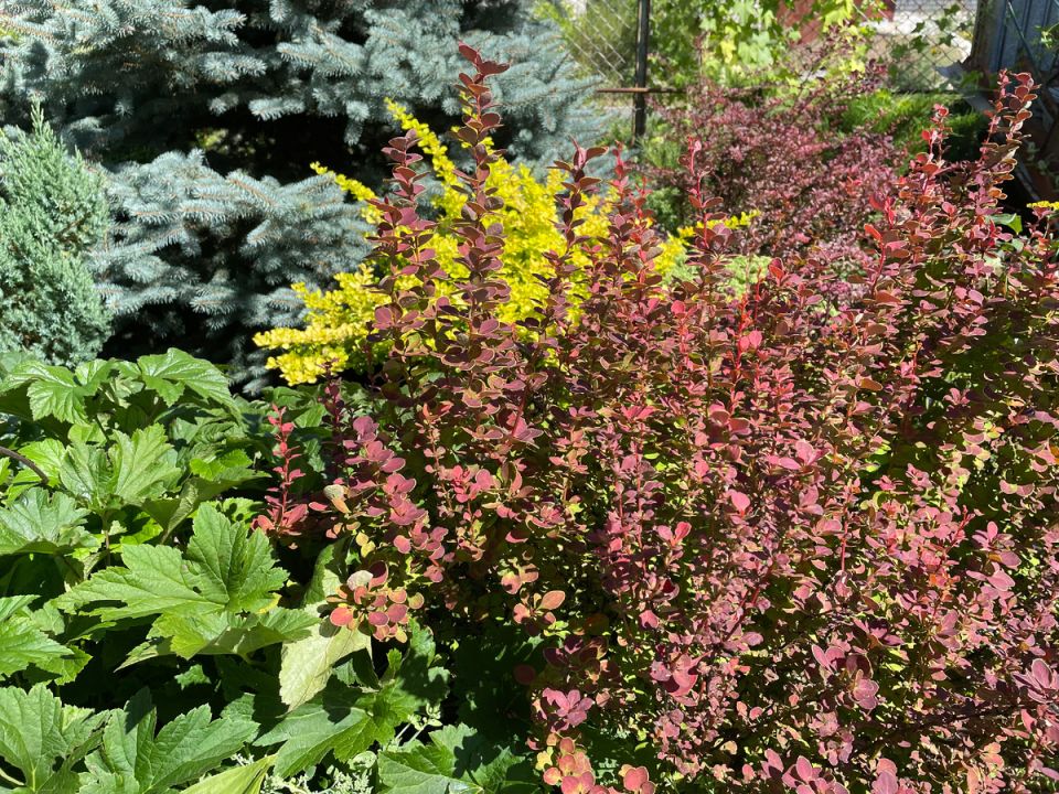 ��� ��������� �������� �� ��������: ������ � �������