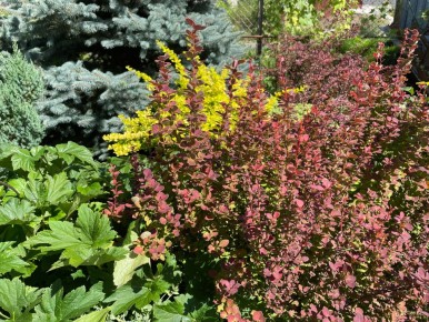 ��� ��������� �������� �� ��������: ������ � �������