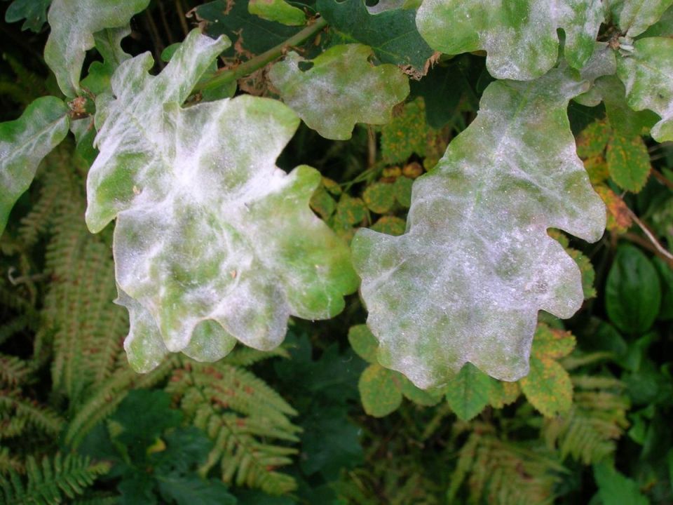 ��� ������ ������� �� ��������� ���� � ������� �������� ��������