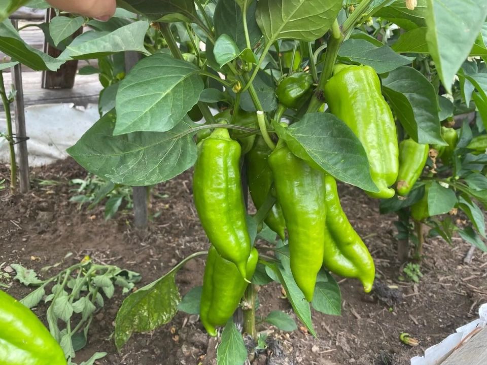 ������� ������ ��� �����, � ��� ����� ������ ��� �������: ��� ������ ���������