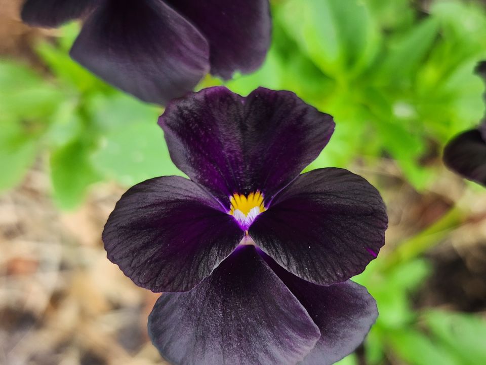 Секреты успешного посева виолы: когда сажать для пышного цветения