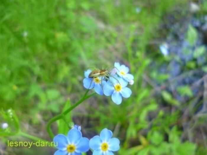 Незабудка болотная: очарование и тайны растительного мира
