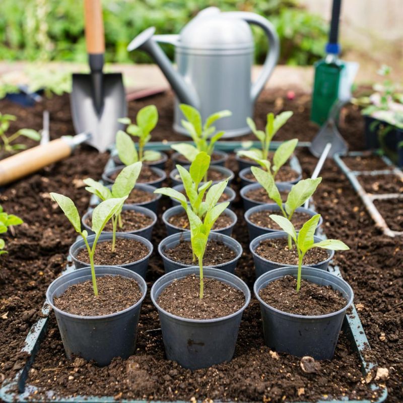 Как без стресса пересадить рассаду и вырастить крепкие растения