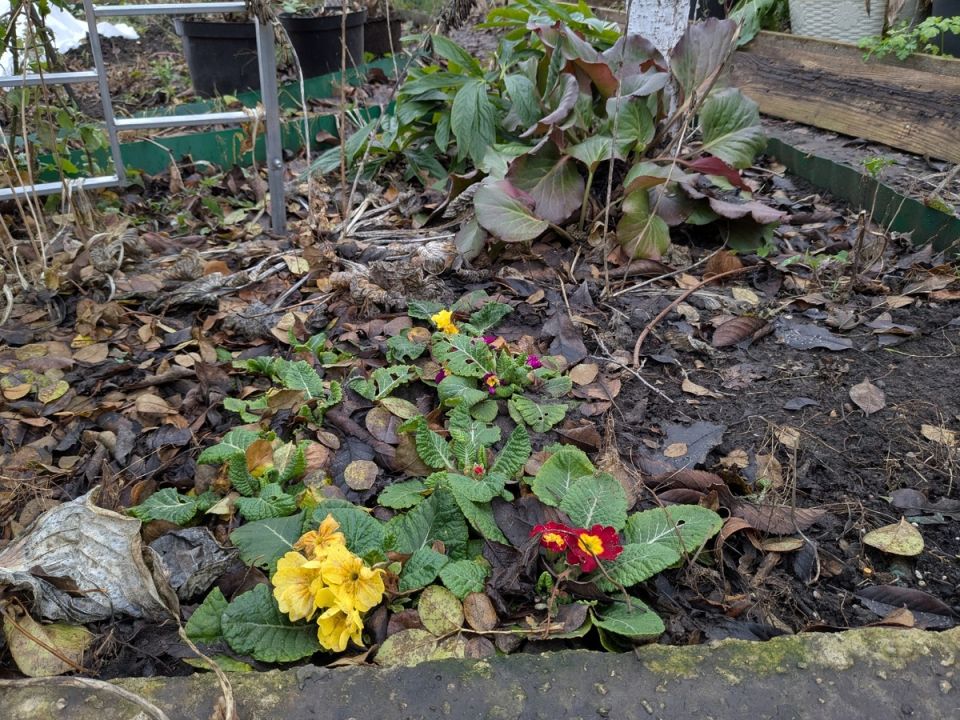 Как сохранить растения: секреты выживания и успешного посева