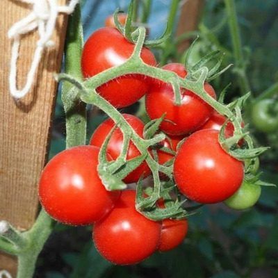 Сахарный малыш: ультраранний томат для балкона и сада и его простой уход