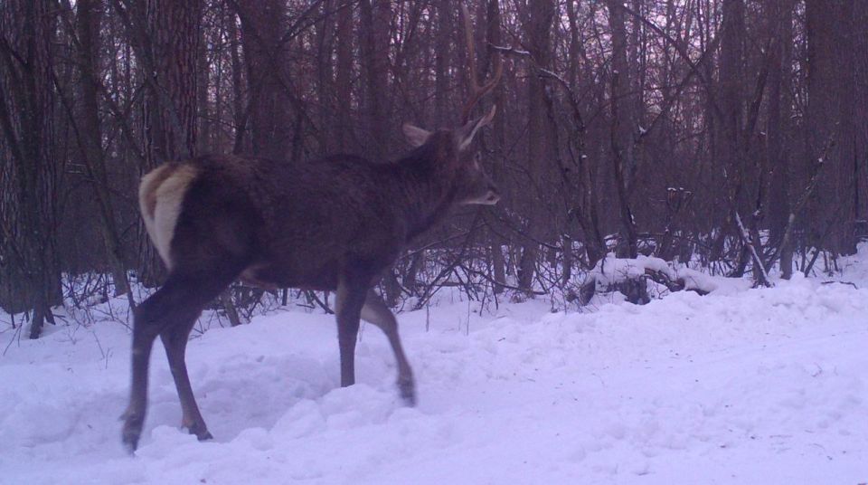 ��������� �������� ����������� ����������� �����������, �������� �������������� � ��������� ������