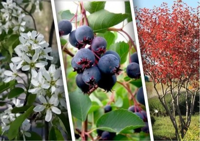 ����: ������� ��� �������, ������� ������� ��� ���