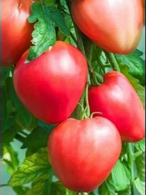 ����� ����������� ������: ������������ � �������� ����� ��� ��������� ������