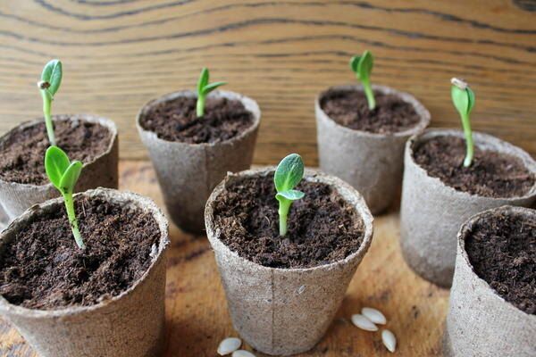 Как начать бизнес на рассаде: секреты успешного подоконника