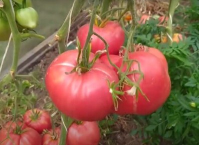 ����������� � ��� ���������� �������: 4 �����, ������� ������ ������� ����������