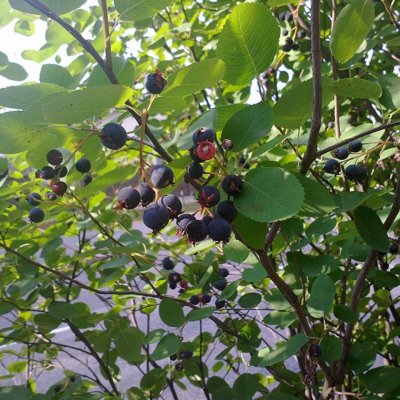 ������ ���� �� ��� ��������� �����: ������ �������, � ������� ����� �����