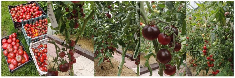 ������� ����������� ������������� ��� ����������