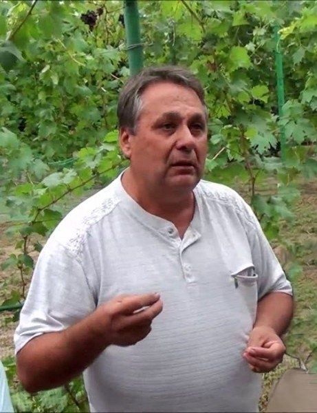 Виноград Бажена: новый сорт для северных виноградарей