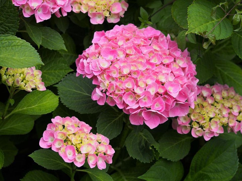 ��� ���������� ���������� �������� �������� �� ���������� ����� ����