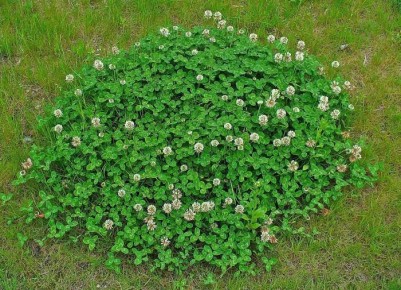 ��� ������� ������ ������ ������: ������������ �������� ��� ������ ����