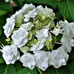 �������� ����� � ����� ����: ����������� ��������� Doppio Bianco �� ���� ������������