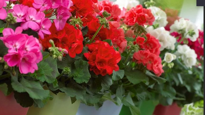 Зима на подходе: когда и как обрезать пеларгонию