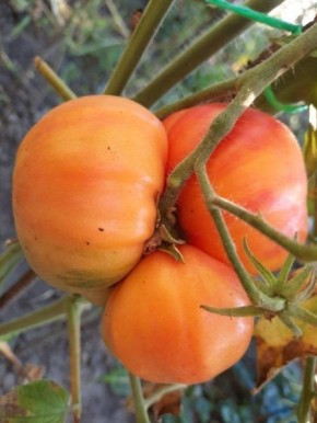 ����� ������ ��������: ��� ��������� �������� � ���������� ������