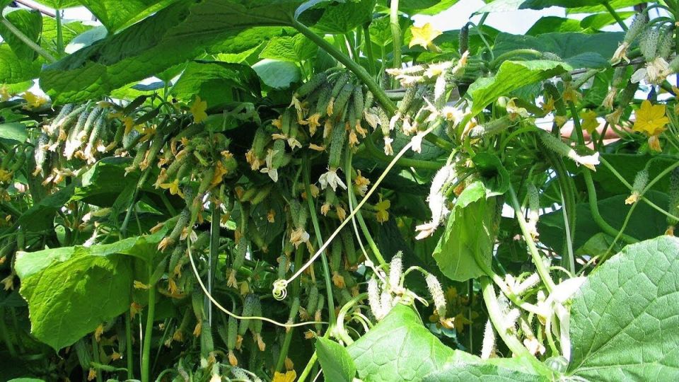 Только одна подкормка в середине лета и огурцы радуют до осени