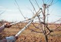 Уход за фруктовым садом: практическое руководство по весенним работам