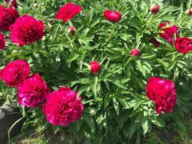 Как продлить жизнь пионов: секреты ухода за любимыми цветами