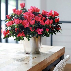 ���� ����� ��������� ��������, ������� ����� �������� ��������� ������� ���