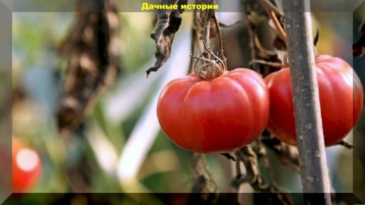 Томаты в сентябре: как сохранить урожай и избежать болезней