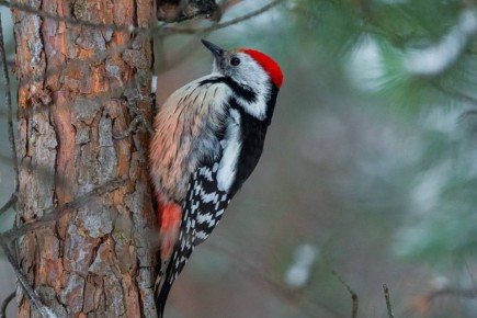 И снова похолодало.. 17 февраля в Липецкой области до -12°C, переменная облачность, без осадков