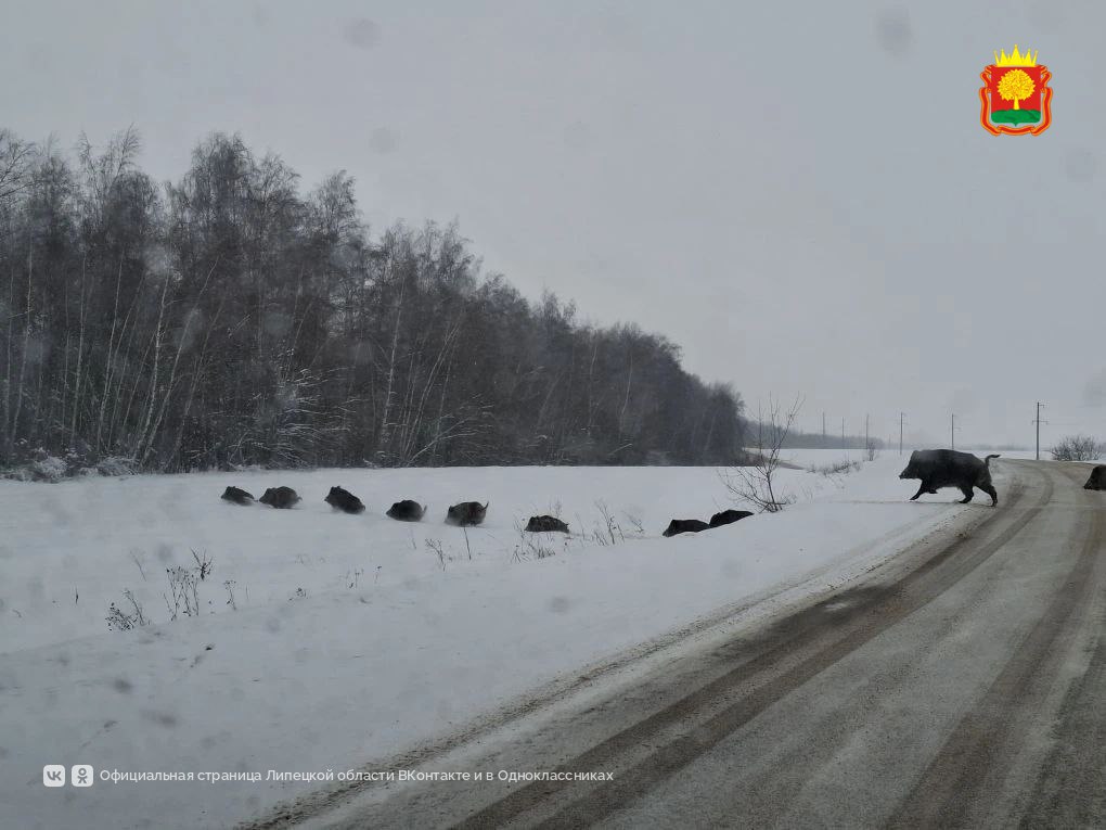 Многодетная семья кабанов попала в объектив липецких охотоведов