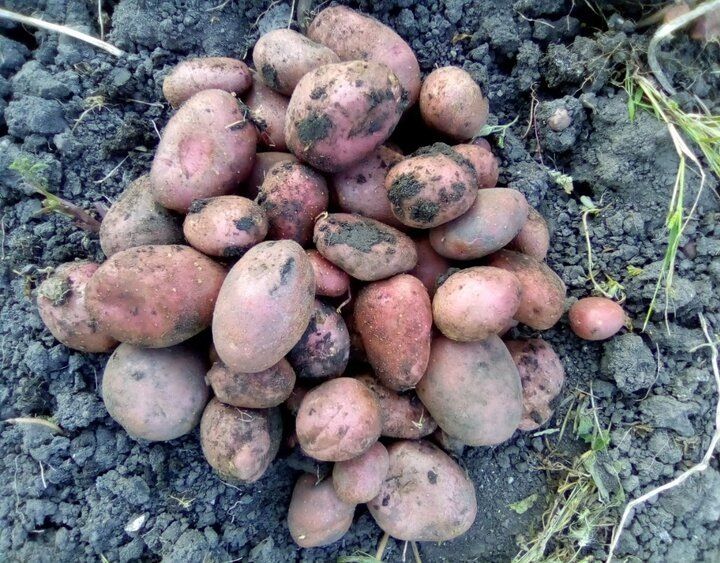 Как сохранить картошку на долгое время: секреты и советы