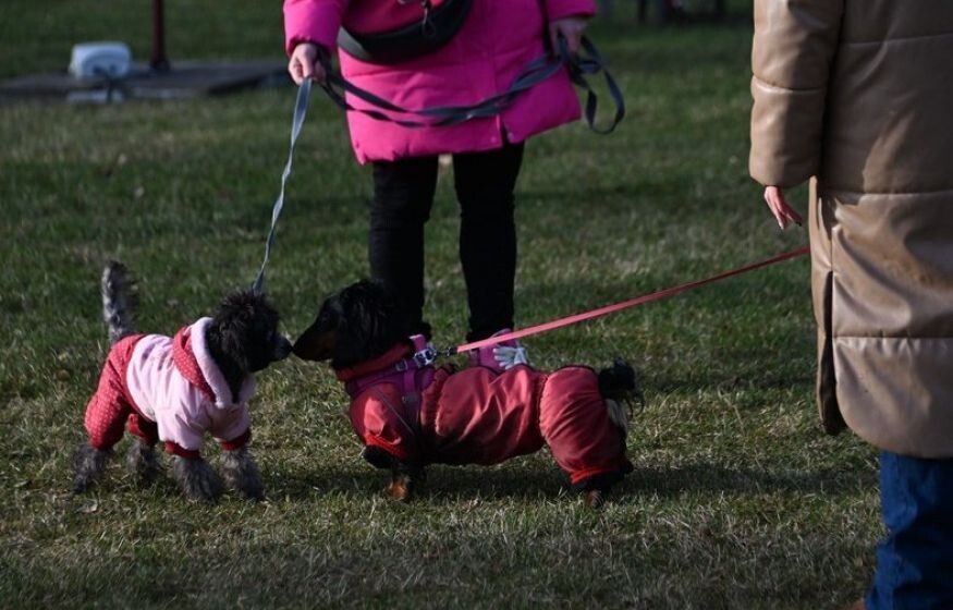 Конфискация питомцев у жестоких владельцев: как это изменит судьбы животных