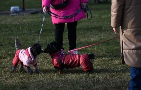Конфискация питомцев у жестоких владельцев: как это изменит судьбы животных