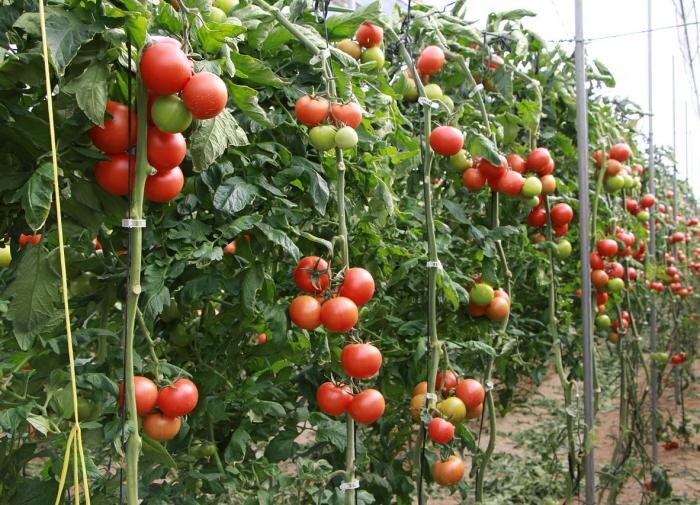 Выбор идеальной подкормки для помидоров: секреты успешного урожая