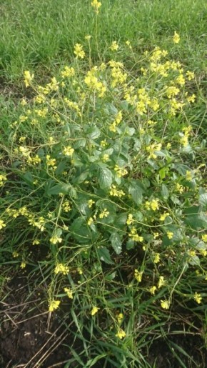 Горчица сарептская: секреты, которые удивят даже опытных садоводов