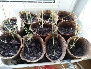 Лук на грядках: как выбрать лучший способ его выращивания