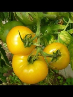 Томат Медово-сахарный: Как получить сладкие плоды даже без укрытия?