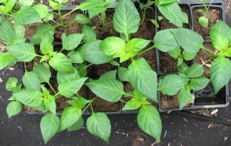 ��� ��������� ��������� ������� ������: �������, ������� �� ��������� � ���������