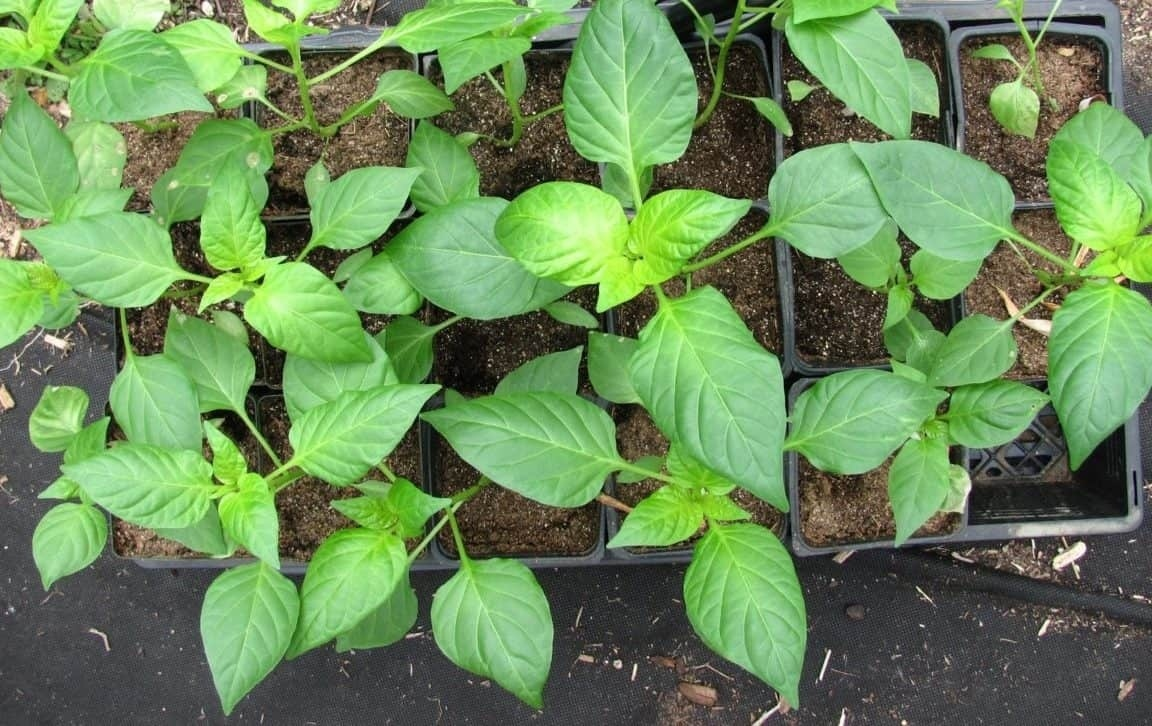 Как вырастить идеальную рассаду перцев: секреты, которые не расскажут в магазинах