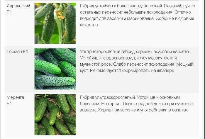 Как правильно выбрать огурцы для засолки и салатов: важные нюансы