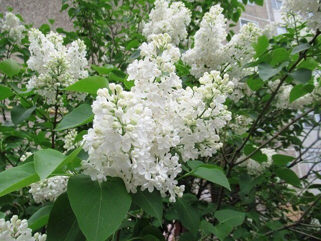 Когда обрезать сирень: весенние или осенние заботы