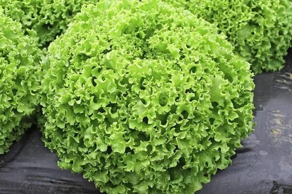 Почему салат лолло бионда — выбор современных огородников