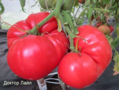 ����� ������ ����: ������ ����������� ������ � ����������� �����