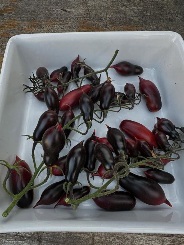 Кумкват Розовый опал: Нежный вкус и привлекательный вид на вашем столе