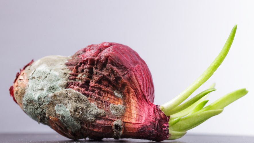 Как сохранить лук до июня без гнили: три проверенных способа