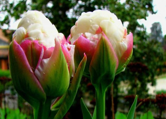 ����� 2025 ����: ����������� ��������